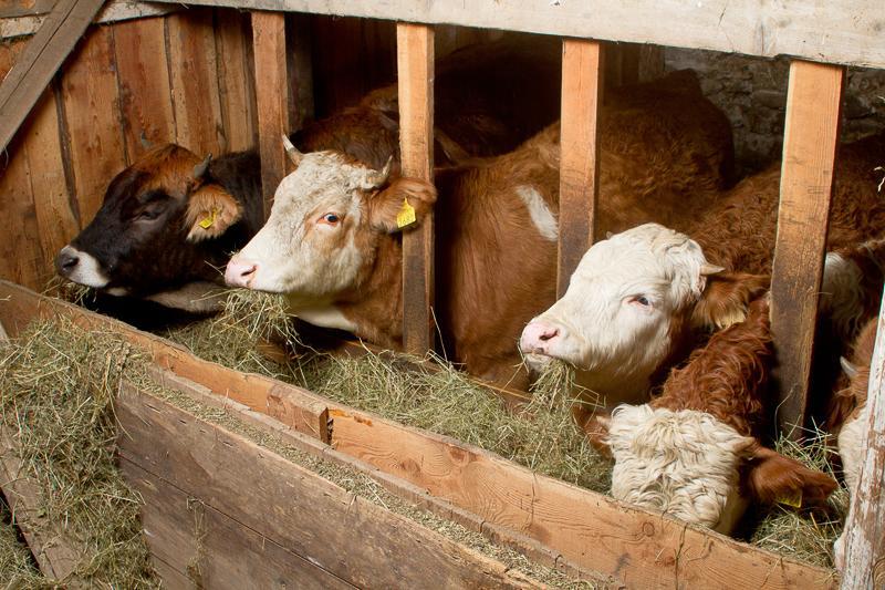 체르크노 Farm Pri Flandru 빌라 외부 사진